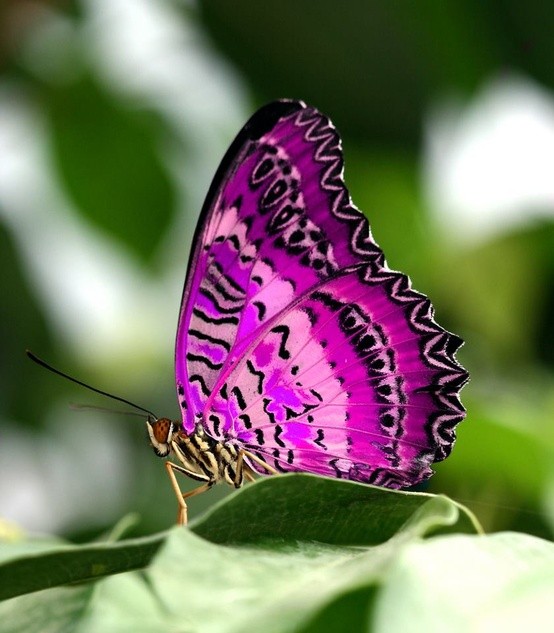 Photo:  pink purple butterfly